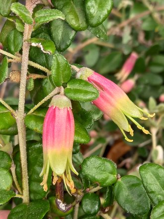 Correa Jingle Bells Australian native plant