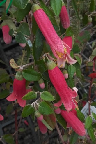 Correa Mannii Australian native plant