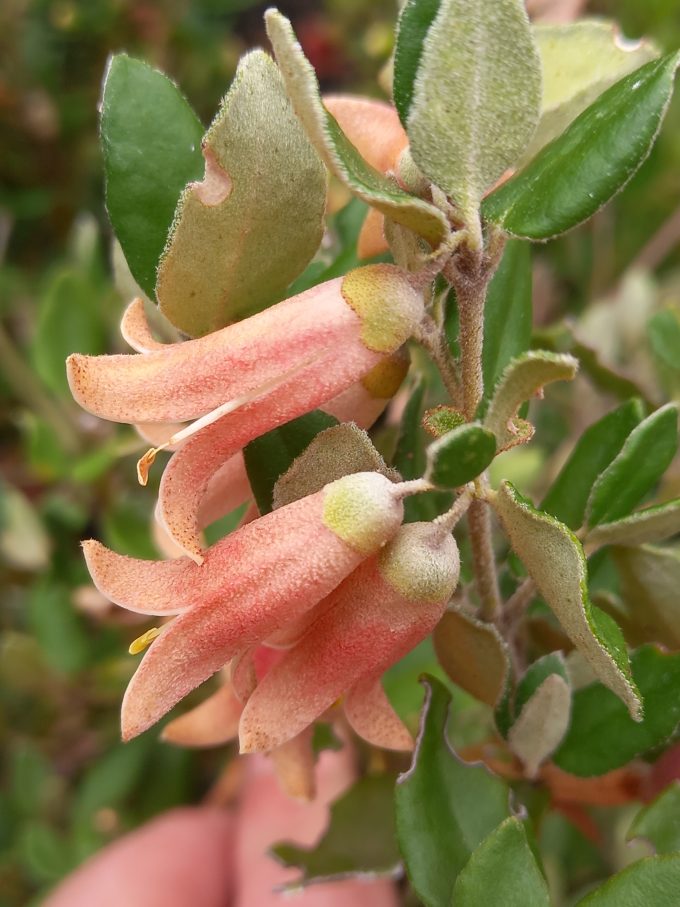 Correa Pink Pops Australian native plant