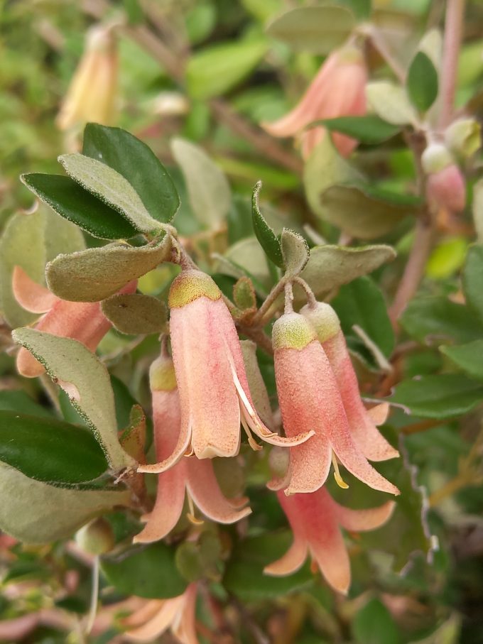 Correa Pink Pops in 50mm Forestry Tube - Image 2