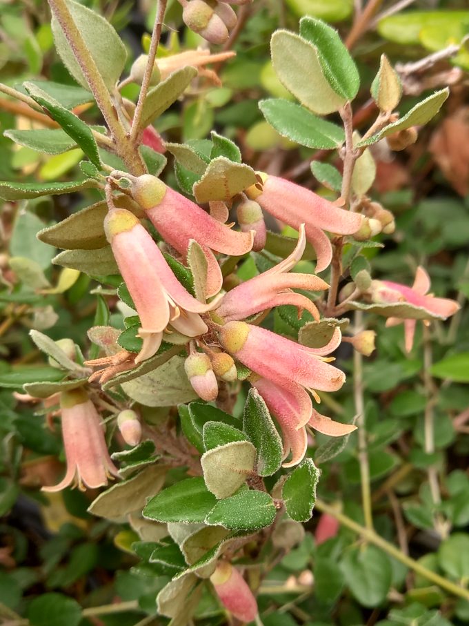 Correa Pink Pops in 50mm Forestry Tube - Image 3