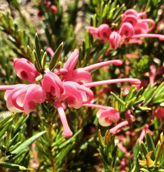 Grevillea Tuckers Dwarf in 50mm Forestry Tube