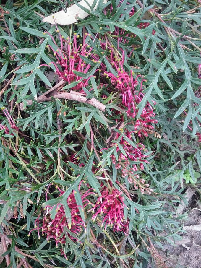 Grevillea Bronze Rambler Australian native plant