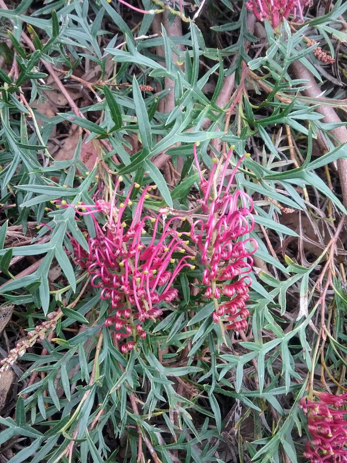 Grevillea Bronze rambler Australian native plant