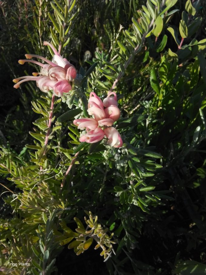 Grevillea Poorinda Tranquility Australian native plant