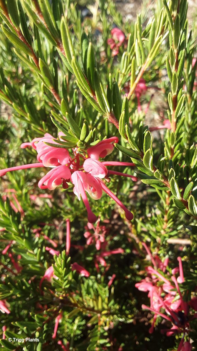 Grevillea Tuckers Dwarf Australian native plant