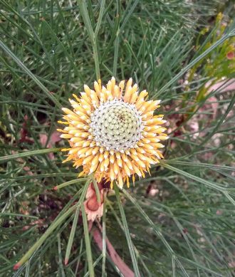 Isopogon anethifolius Australian native plant