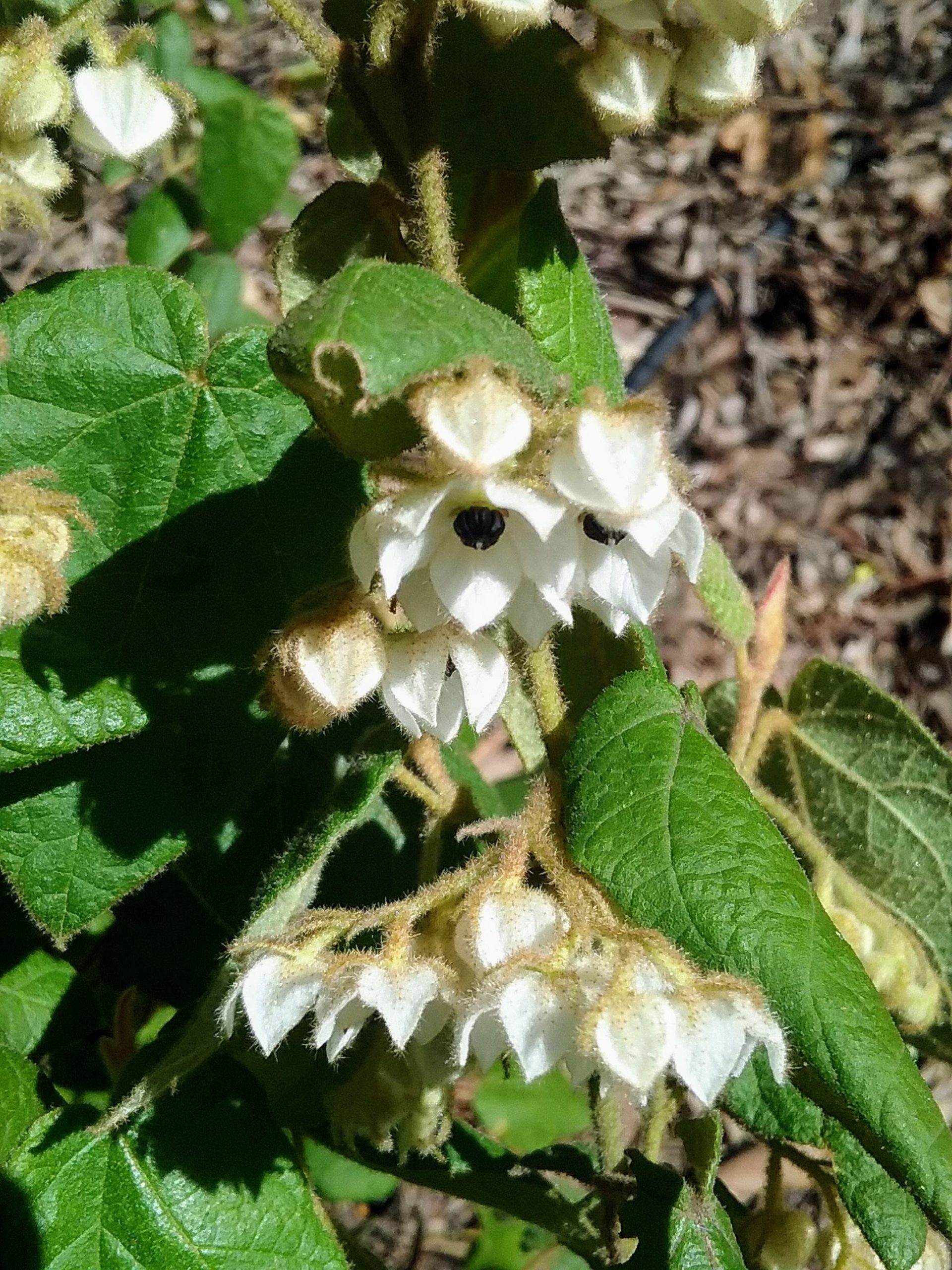 Lasiopetalum schulzenii Australian native plant