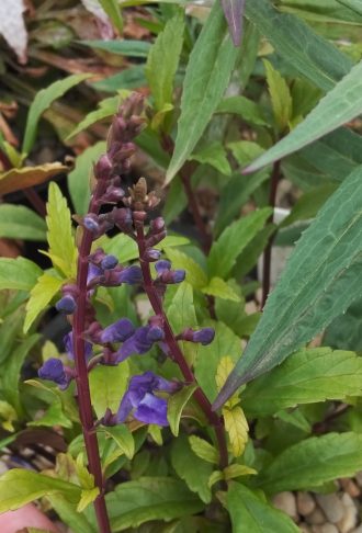 Scutellaria formosana perennial plant