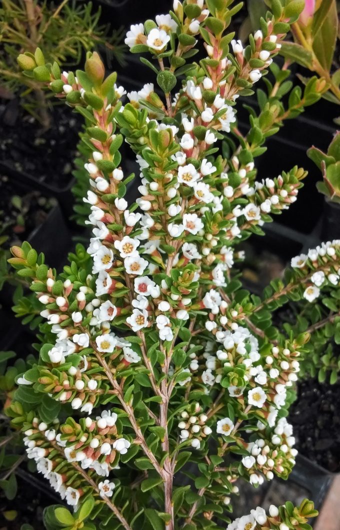 Thryptomene sp Coles Point in 50mm forestry tube – Trigg Plants