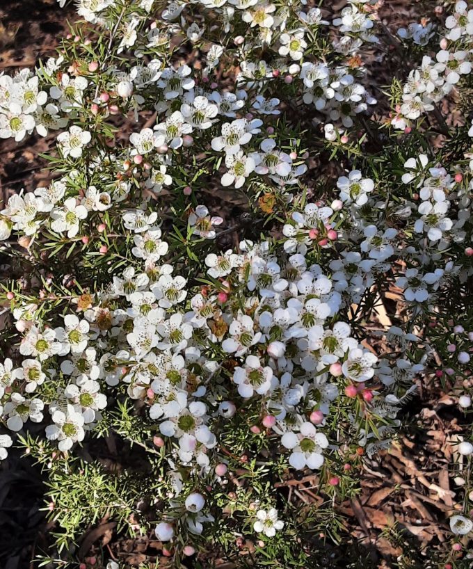 Leptospermum White wave Australian native plant