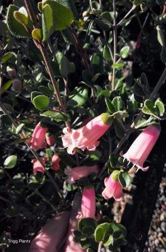 Correa pulchella Baby Pink in 50mm Forestry Tube