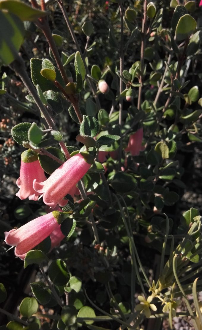 Correa Baby Pink Australian native plant