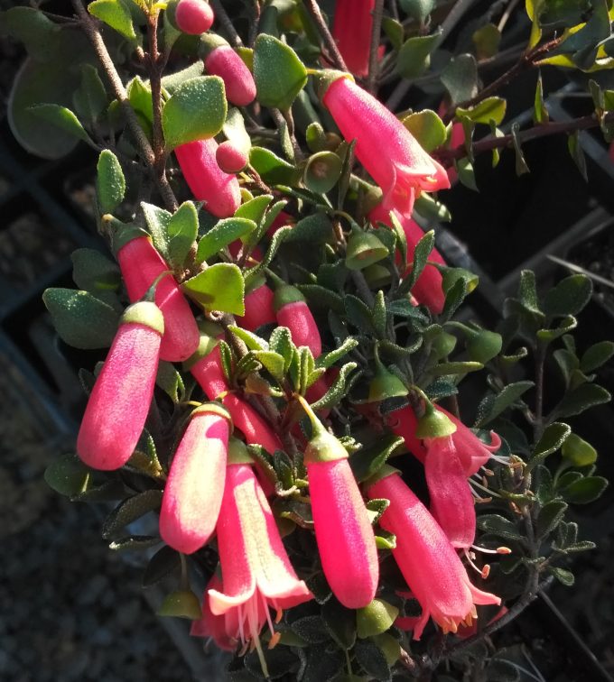 Correa pulchella prostrate Australian native plant