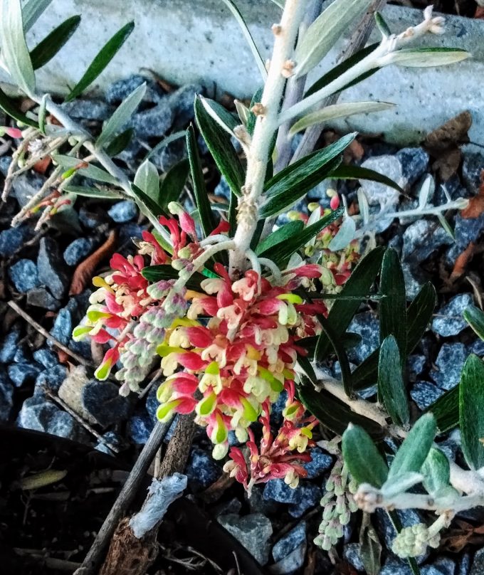 Grevillea aspera Australian native plants