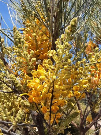 Grevillea juncifolia Australian native plant