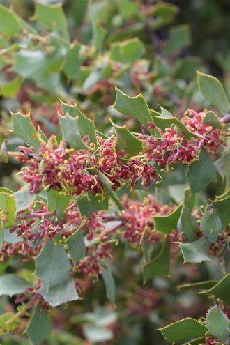 Hakea prostrata Upright Inland Form Australian native plant