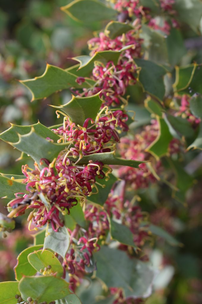 Hakea prostrata Upright Inland Form Australian native plant