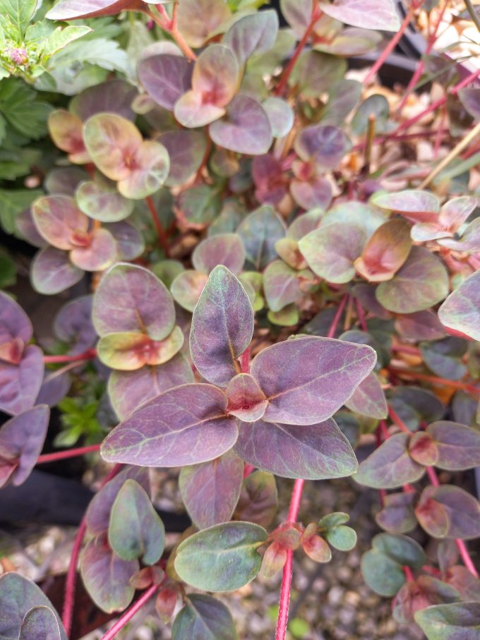 Lysimachia Persian Carpet perennial plant