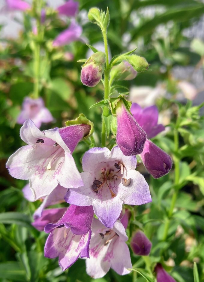 Penstemon Cha Cha Lavender perennial plant