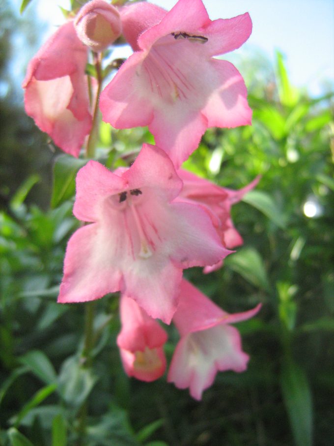 Penstemon Pink Cloud perennial plant