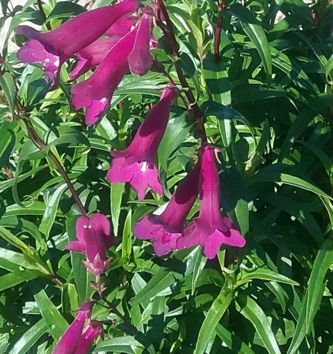 Penstemon Purple Bedder perennial plant