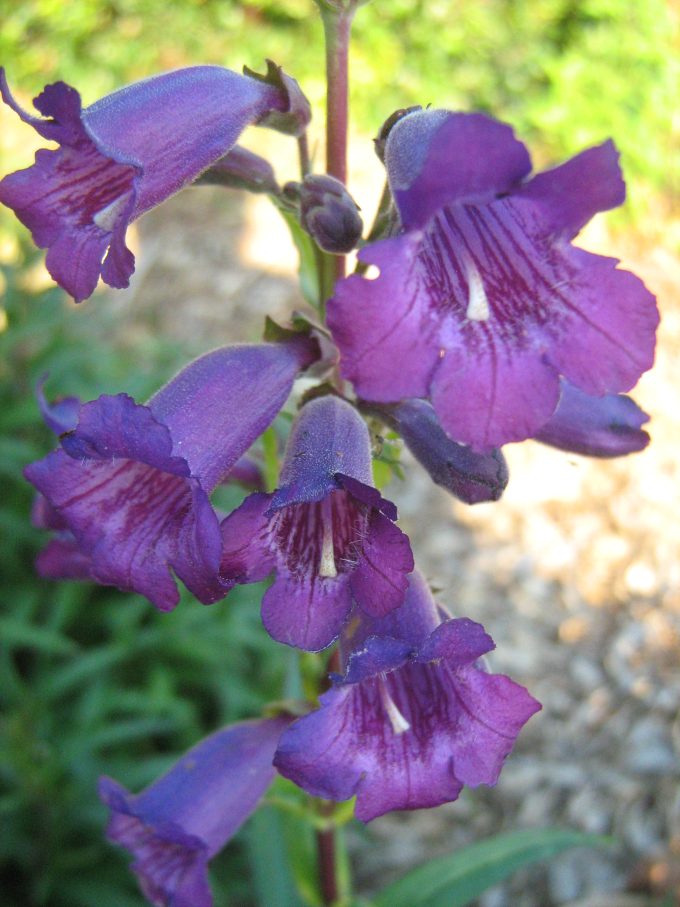 Penstemon Russian River in 68mm Super Tube