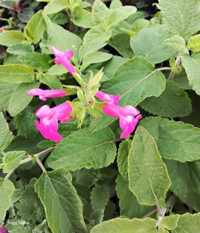 Salvia Rosalie perennial plant