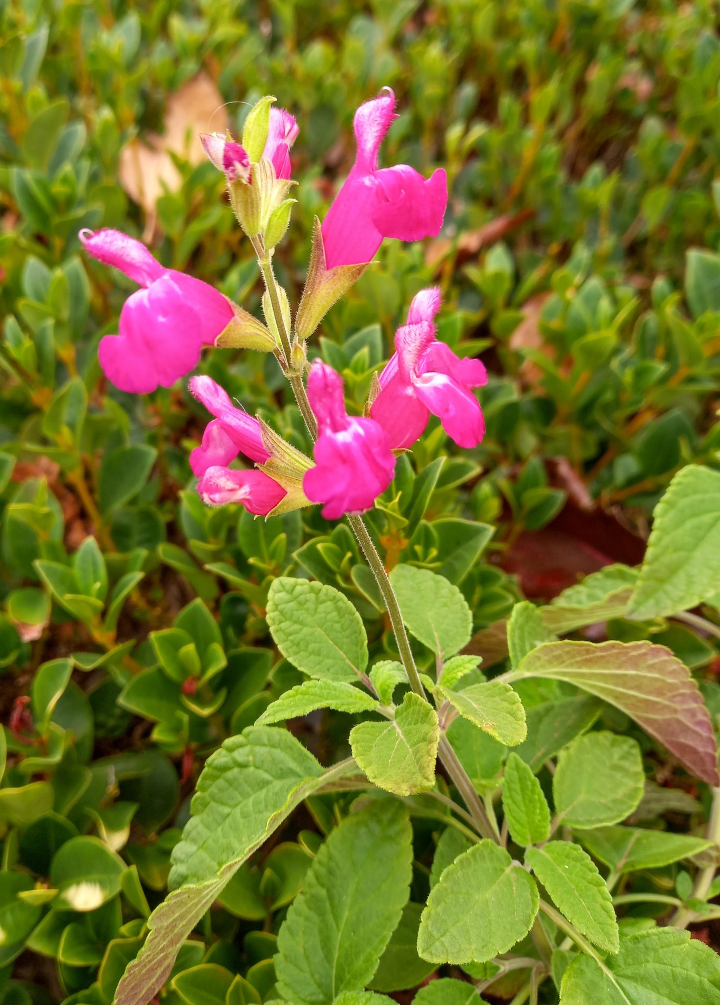 Salvia Rosalie in 68mm Super tube – Trigg Plants