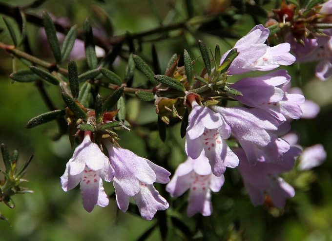 Westringia glabra Australian native plant