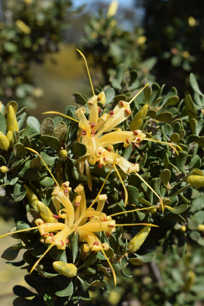 Lambertia inermis Australian native plant