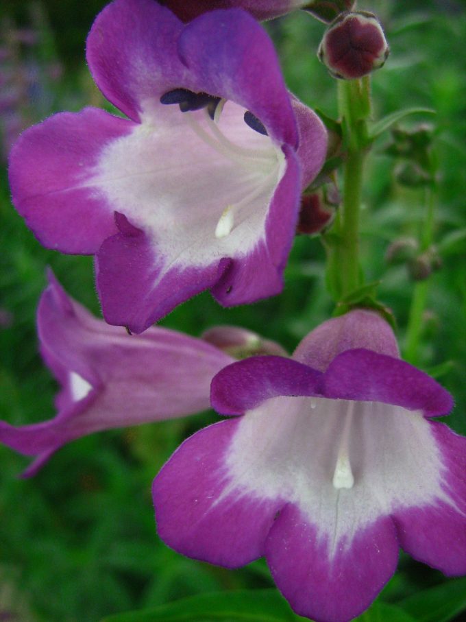 penstemon Purple Passion perennial plant