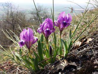 Iris pumila in 68mm Super Tube