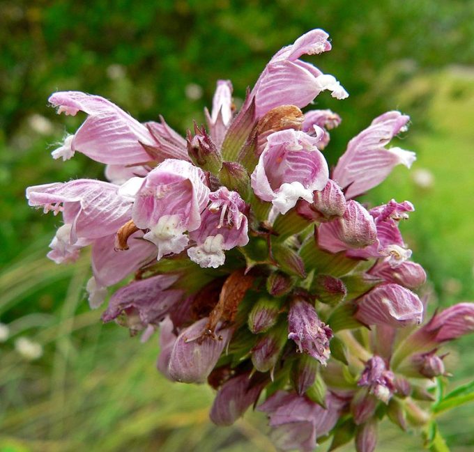 Cedronella canariensis perennial plant