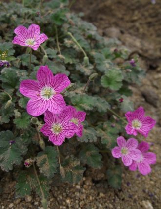 Erodium reichardii in 68mm Super Tube