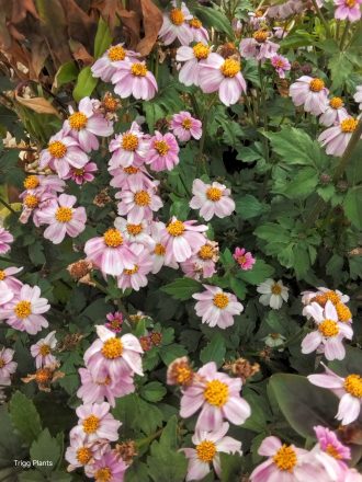 Bidens ferulifolia Pretty in Pink in 68mm Super Tube