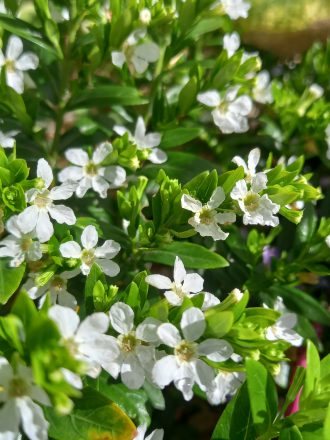 Cuphea hyssopifolia white perennial plant