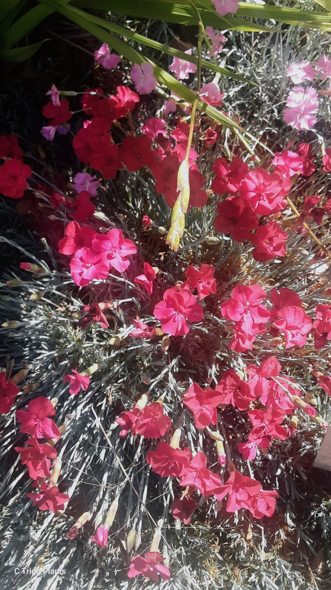 Dianthus Mars perennial plant