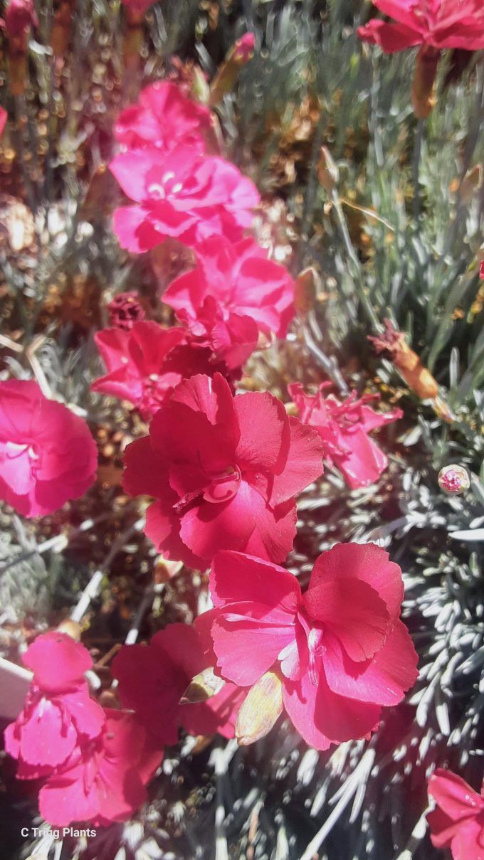 Dianthus Mars perennial plant