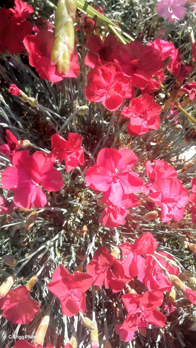 Dianthus Mars perennial plant