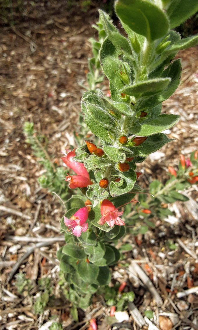 Eremophila Beryls Gem Australian native plant