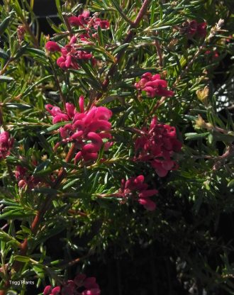Grevillea lavandulacea Victor Harbor form Australian native plant