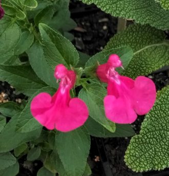 Salvia microphylla Christines Pink perennial plant