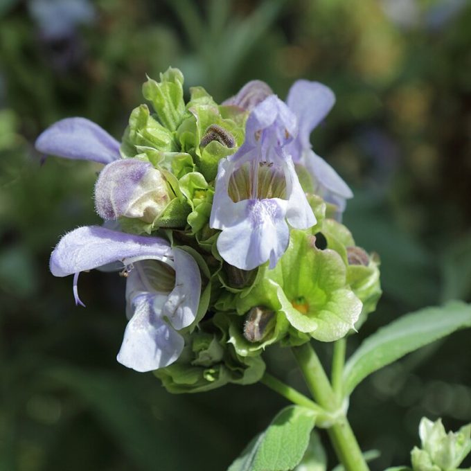 Salvia pomifera perennial plant
