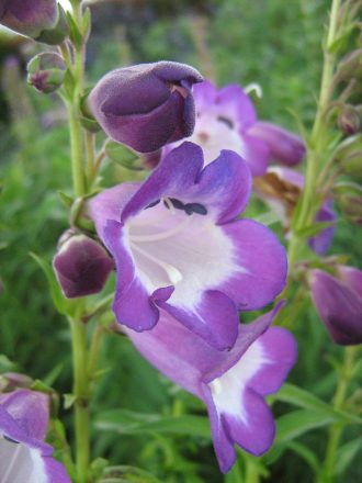 Penstemon Pensham Czar in 68mm Super Tube