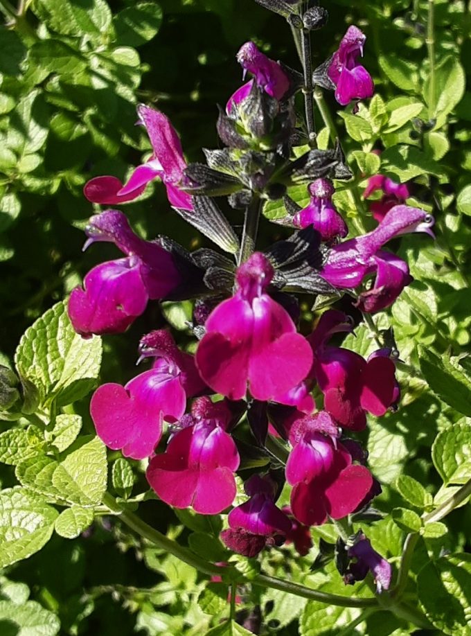 Salvia Merlot in 68mm Super Tube