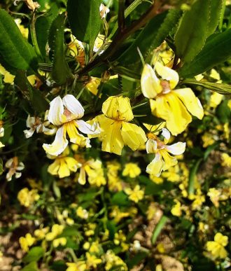 Goodenia varia in 50mm Forestry tube