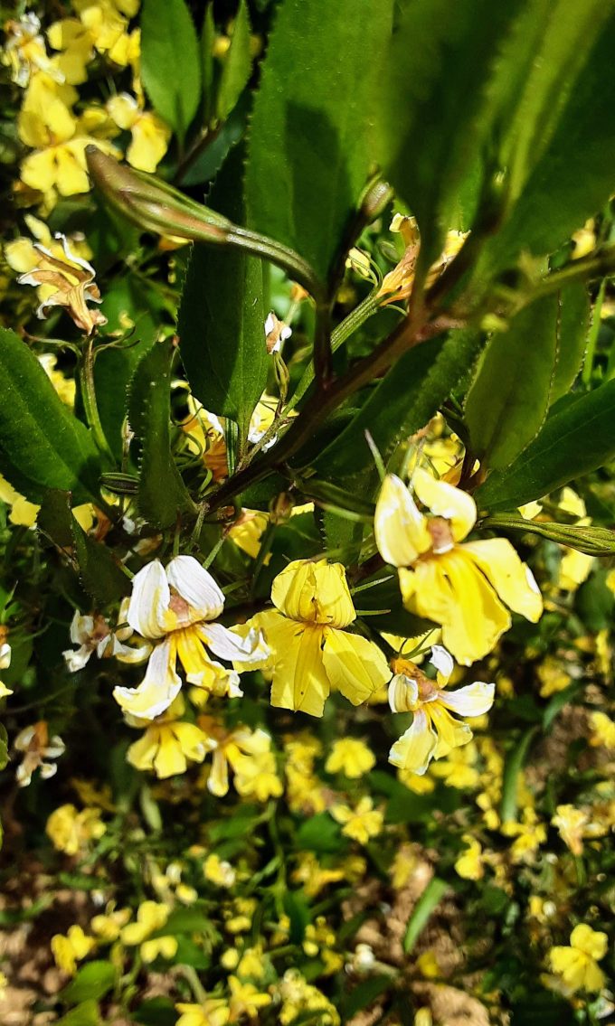 Goodenia varia Australian native plant