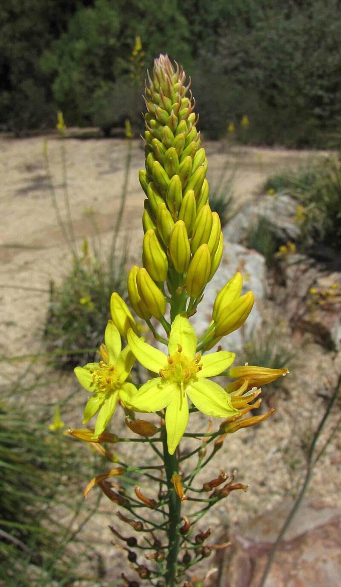 Bulbine glauca Australian native plant