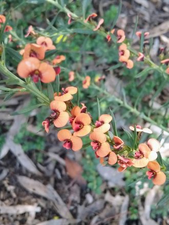 Daviesia ulicifolia in 50mm Forestry tube